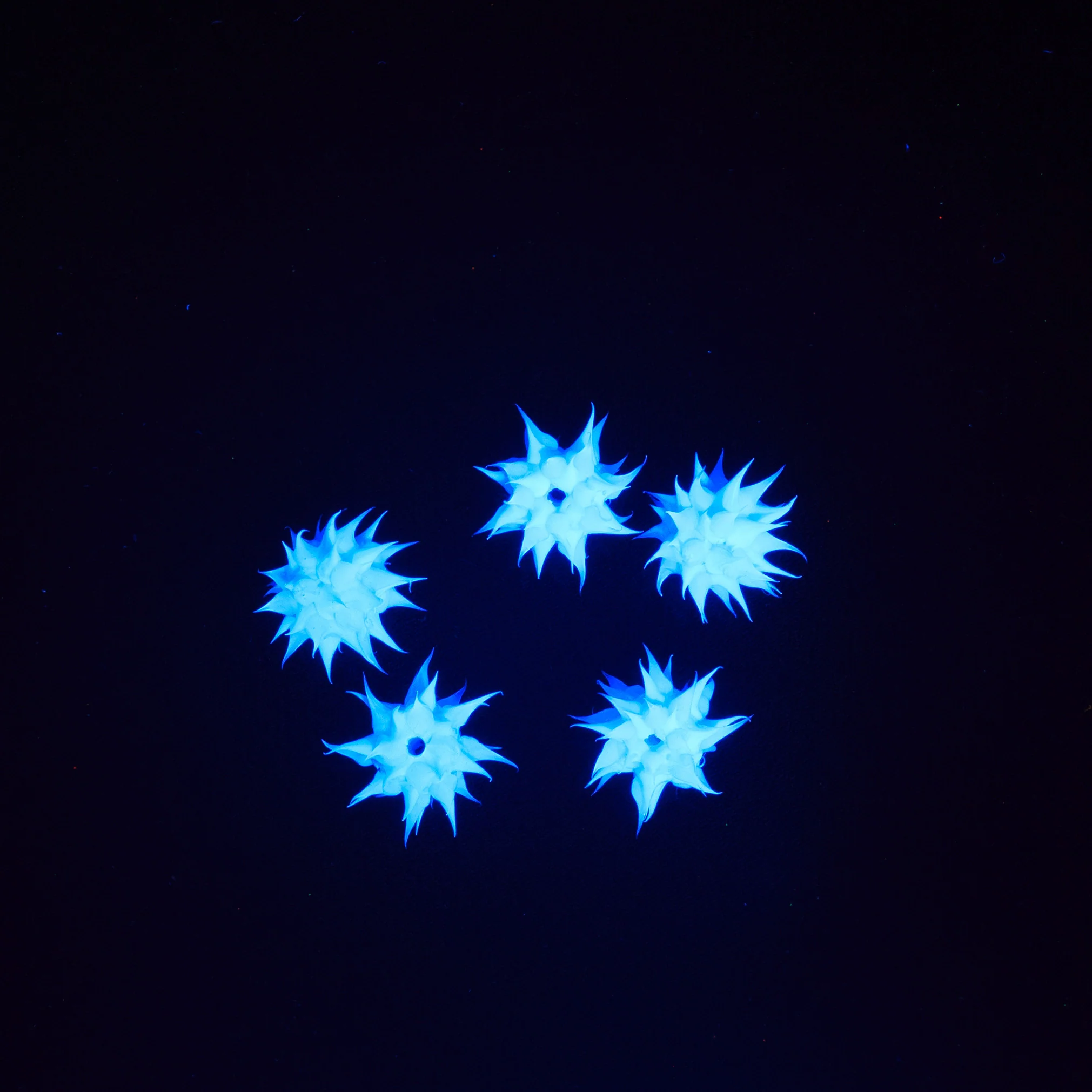 6MS175: Rubber Round Blue 6mm - 5PPK - Image 2
