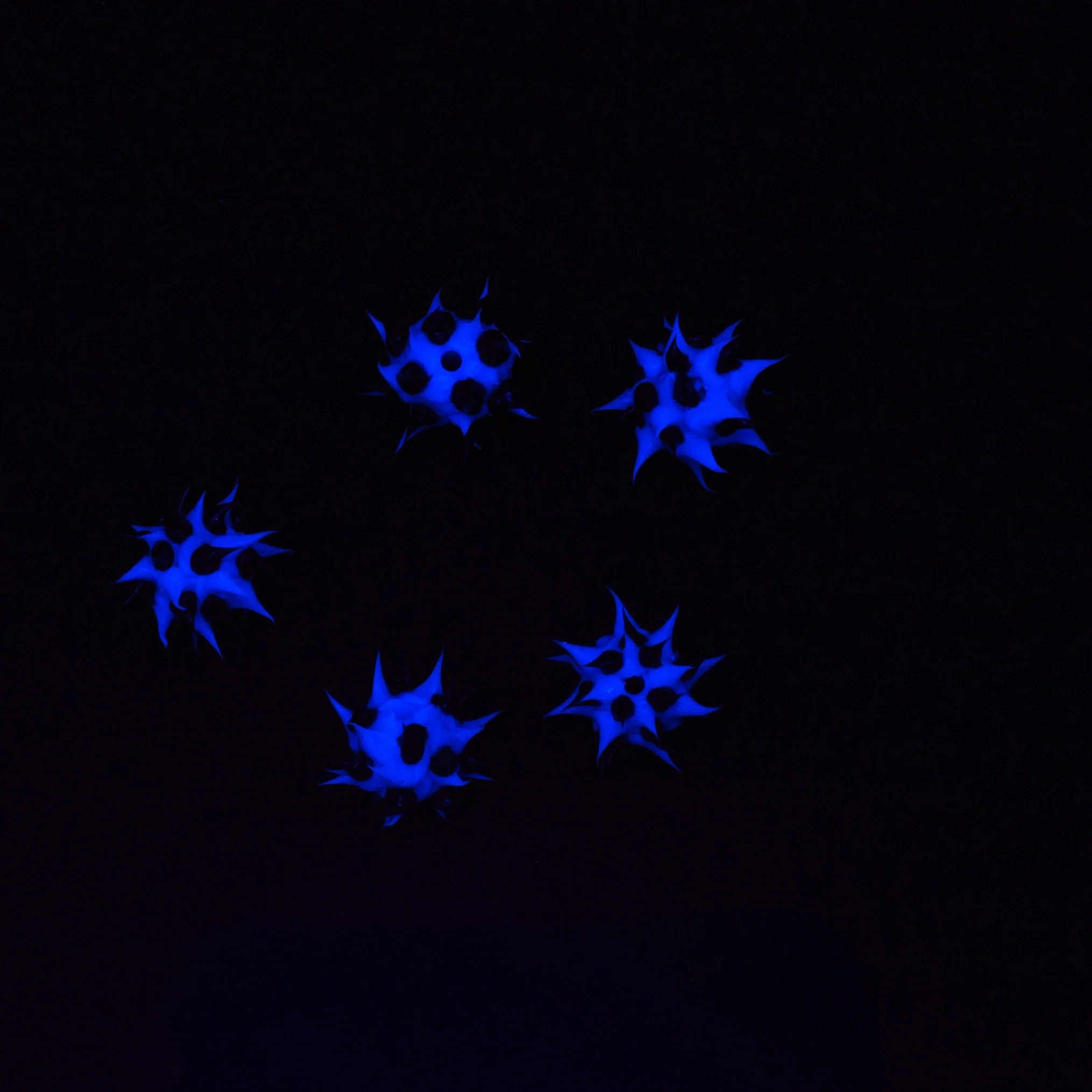 8MS109-74: Rubber Round Black w/Blue 8mm - 5PPK - Image 2