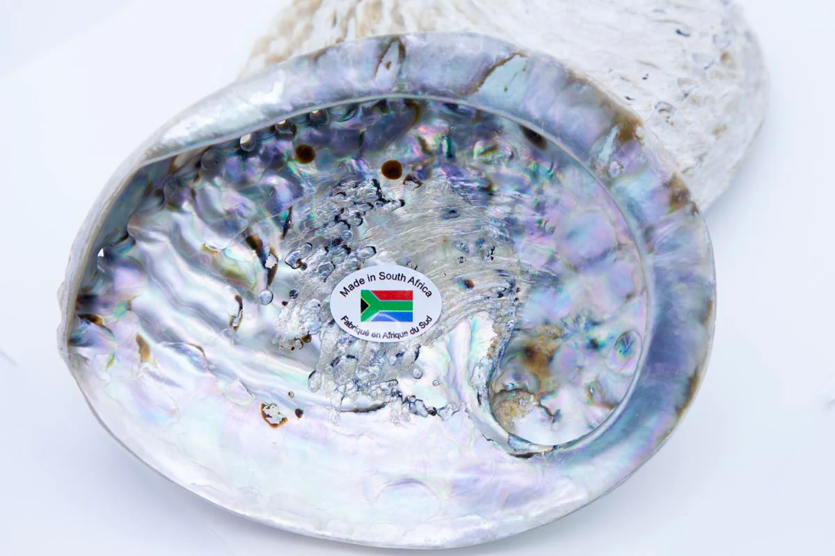 AB995-5: Half Abalone Shell Dish 5.5-6 inches - Image 2