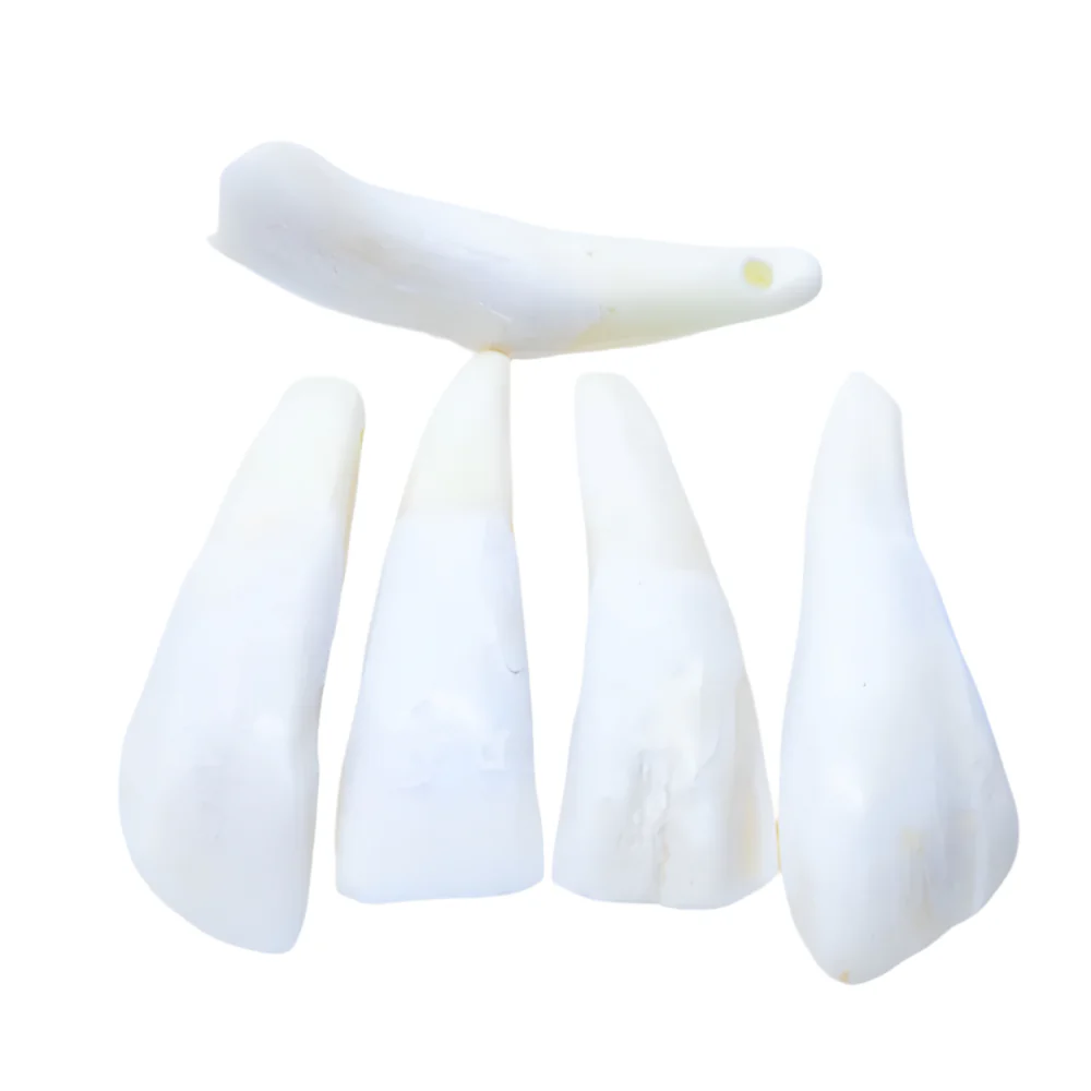 BN351: Water Buffalo Tooth 50-60mm AVG - 5PPK
