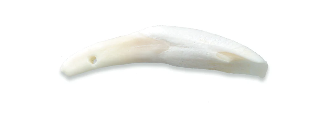BN351: Water Buffalo Tooth 50-60mm AVG - 5PPK - Image 2